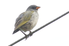 Embernagra platensis
