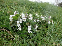 Viola odorata