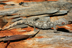 Strophurus ciliaris