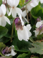 Viola odorata