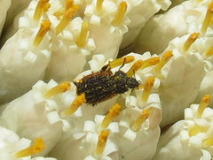 Melyris rufomarginata