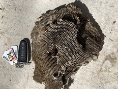 Brachygastra mellifica