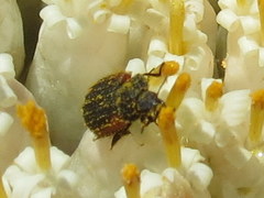 Melyris rufomarginata