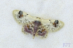 Idaea asceta