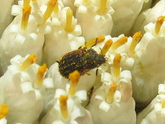 Melyris rufomarginata