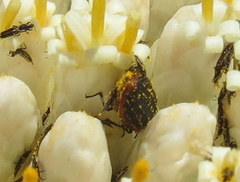 Melyris rufomarginata