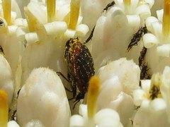 Melyris rufomarginata