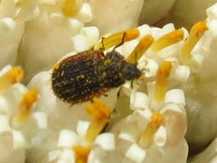 Melyris rufomarginata