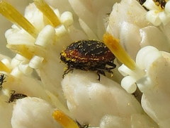 Melyris rufomarginata