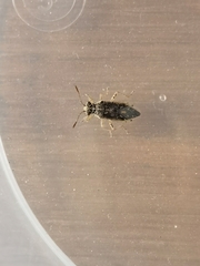 Brachycarenus tigrinus