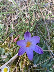 Crocus corsicus