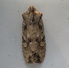 Lithophane disposita