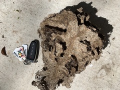 Brachygastra mellifica