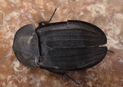 Silpha puncticollis