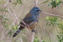 Cyanoloxia glaucocaerulea