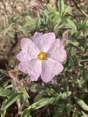 Cistus × skanbergii