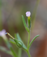 Microsteris gracilis