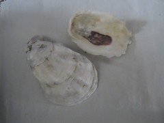 Crassostrea virginica