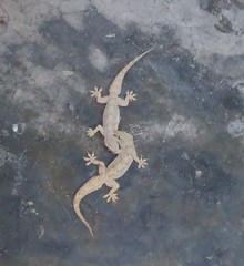 Hemidactylus flaviviridis