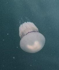 Rhizostoma pulmo