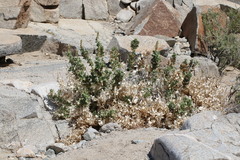 Ambrosia ilicifolia