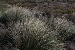 Capeochloa cincta