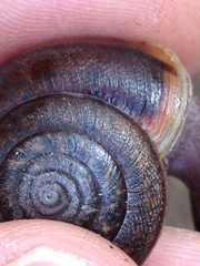 Helminthoglypta diabloensis