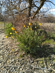 Eschscholzia californica