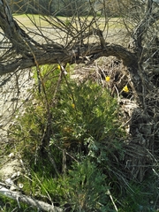 Eschscholzia californica