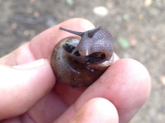 Helminthoglypta diabloensis