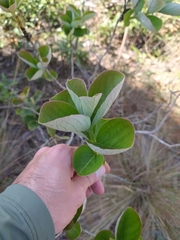Psidium grandifolium