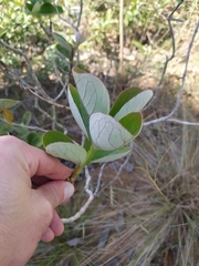 Psidium grandifolium