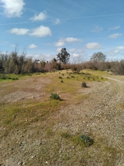 Eschscholzia californica