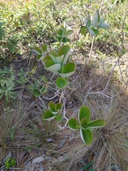 Psidium grandifolium