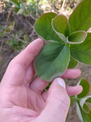 Psidium grandifolium