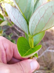 Psidium grandifolium
