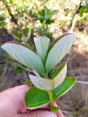 Psidium grandifolium