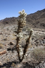 Cylindropuntia chuckwallensis