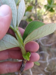 Psidium grandifolium
