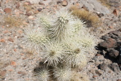 Cylindropuntia chuckwallensis