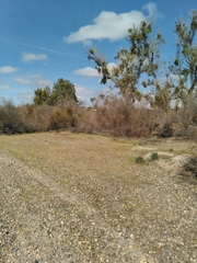 Eschscholzia californica