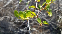 Ziziphus lotus