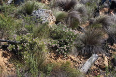 Serruria pedunculata