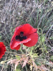Papaver rhoeas