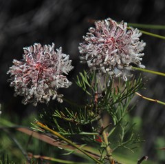 Serruria pedunculata