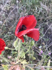 Papaver rhoeas