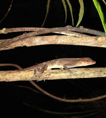 Anolis granuliceps