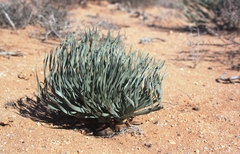 Gethyllis namaquensis