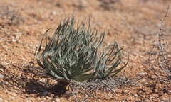 Gethyllis namaquensis