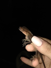 Anolis granuliceps